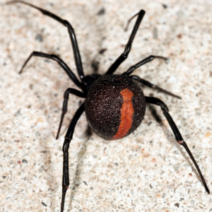 Giftige roodrug spin in Japan