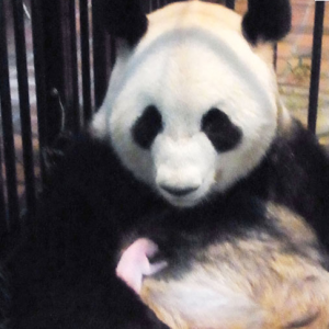 Panda baby Ueno Zoo sterft aan longontsteking