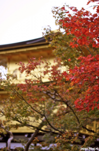 Kioto herfst gouden tempel close