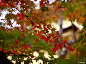 Kioto herfst park close up