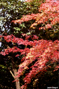 Kioto herfst rode bladeren