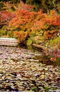 Kioto herfst vijver
